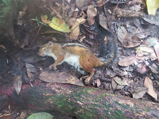dead fire-footed rope squirrel