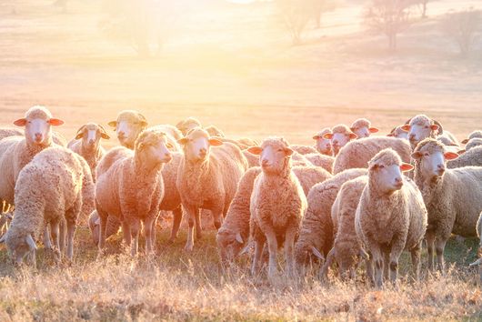 Flock of sheep in warm morning light on a pasture.