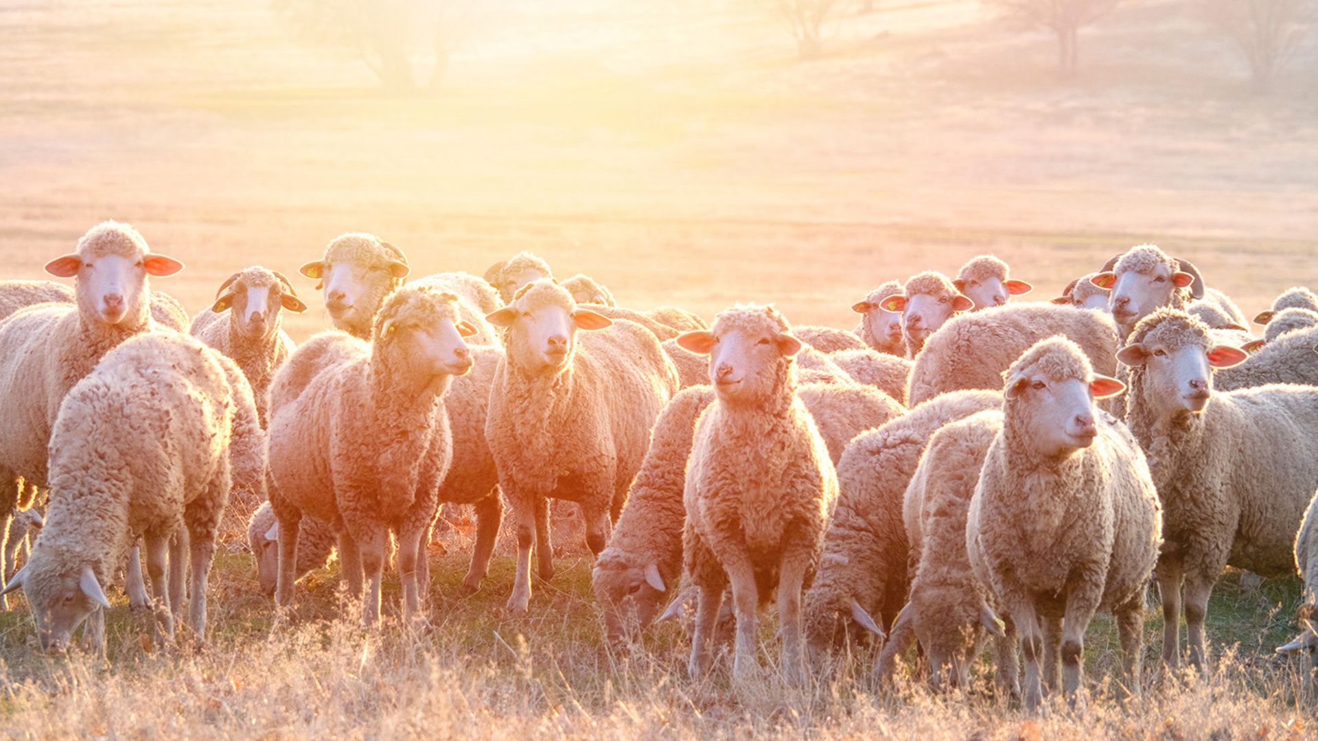Flock of sheep in warm morning light on a pasture.