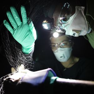 Two people with flashlights, freeing a bat from a net