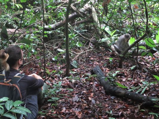 scientists observing mangabey groups