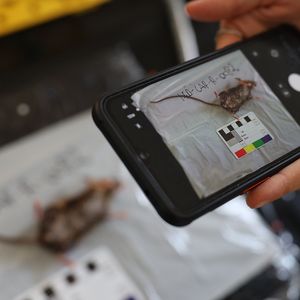 A mouse is lying on a table; it is being measured, and a photo of it is being taken with a cell phone