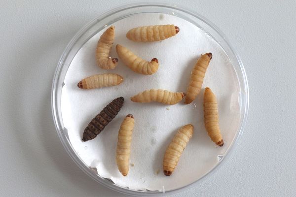 Larvae of the greater wax moth in Petri dish