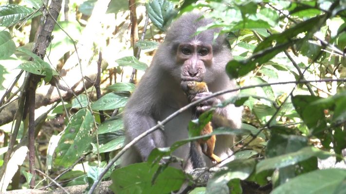 Mangabey eating a squirrel 
