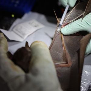 A bat is held by three hands, with its wing outstretched 