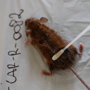  A sample is taken from a mouse's fur using a cotton swab