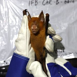 A bat is held by two gloved hands 