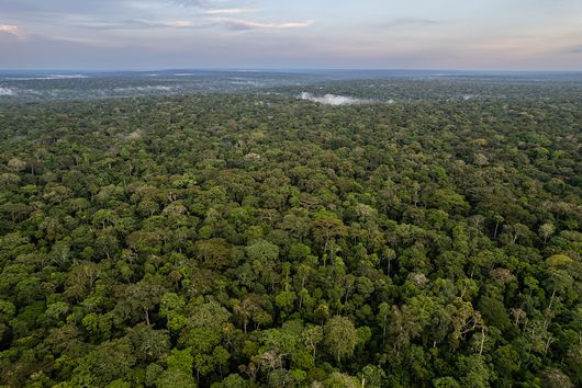 Dzanga-Sangha Protected Areas