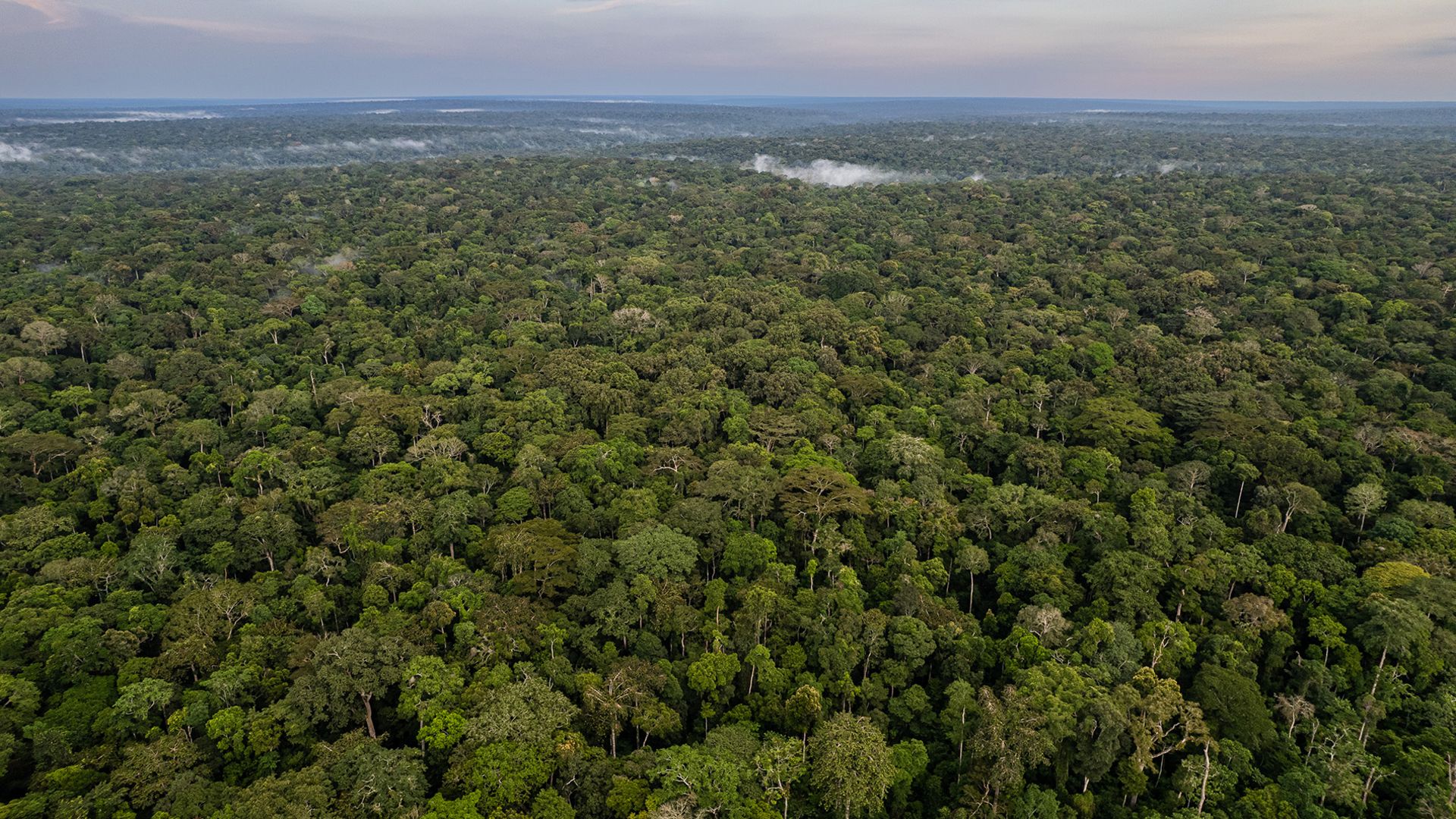 Dzanga-Sangha Protected Areas