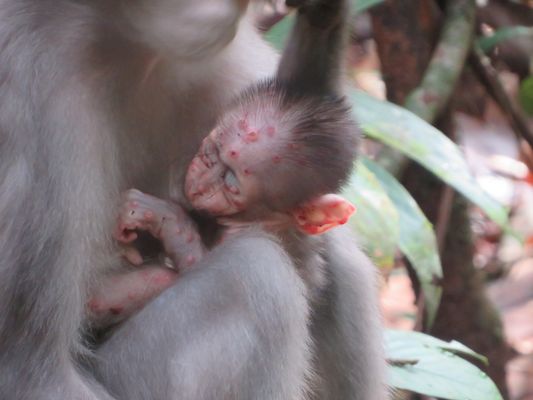 skin lesions in an infant sooty mangabey 