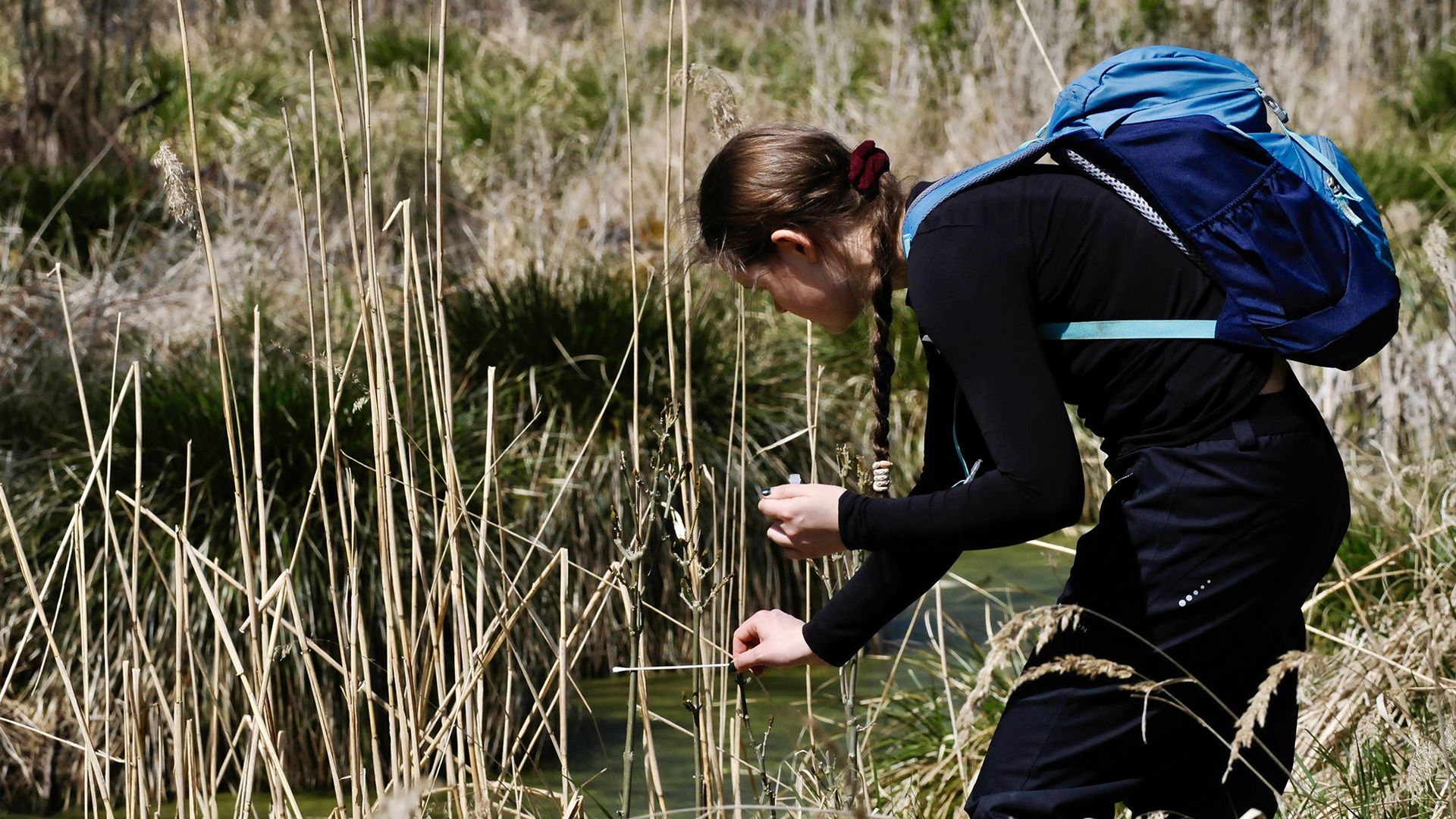 A woman with a backpack bends down and takes a sample in a peatland