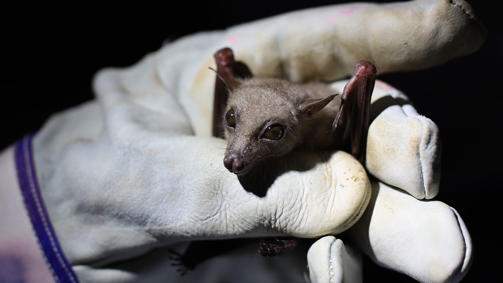 Bat held in the hand with a glove 