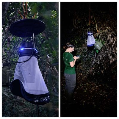 Mosquito trap at night 
