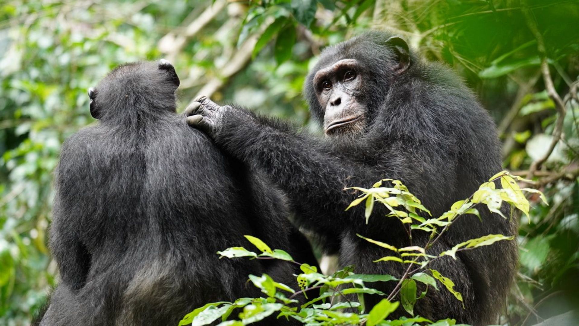 Two chimpanzees sitting next to each other