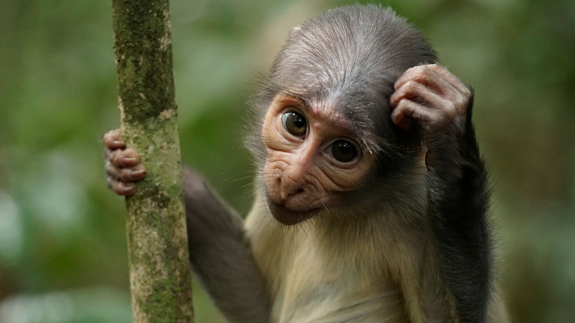 infant mangabey