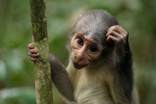 infant mangabey