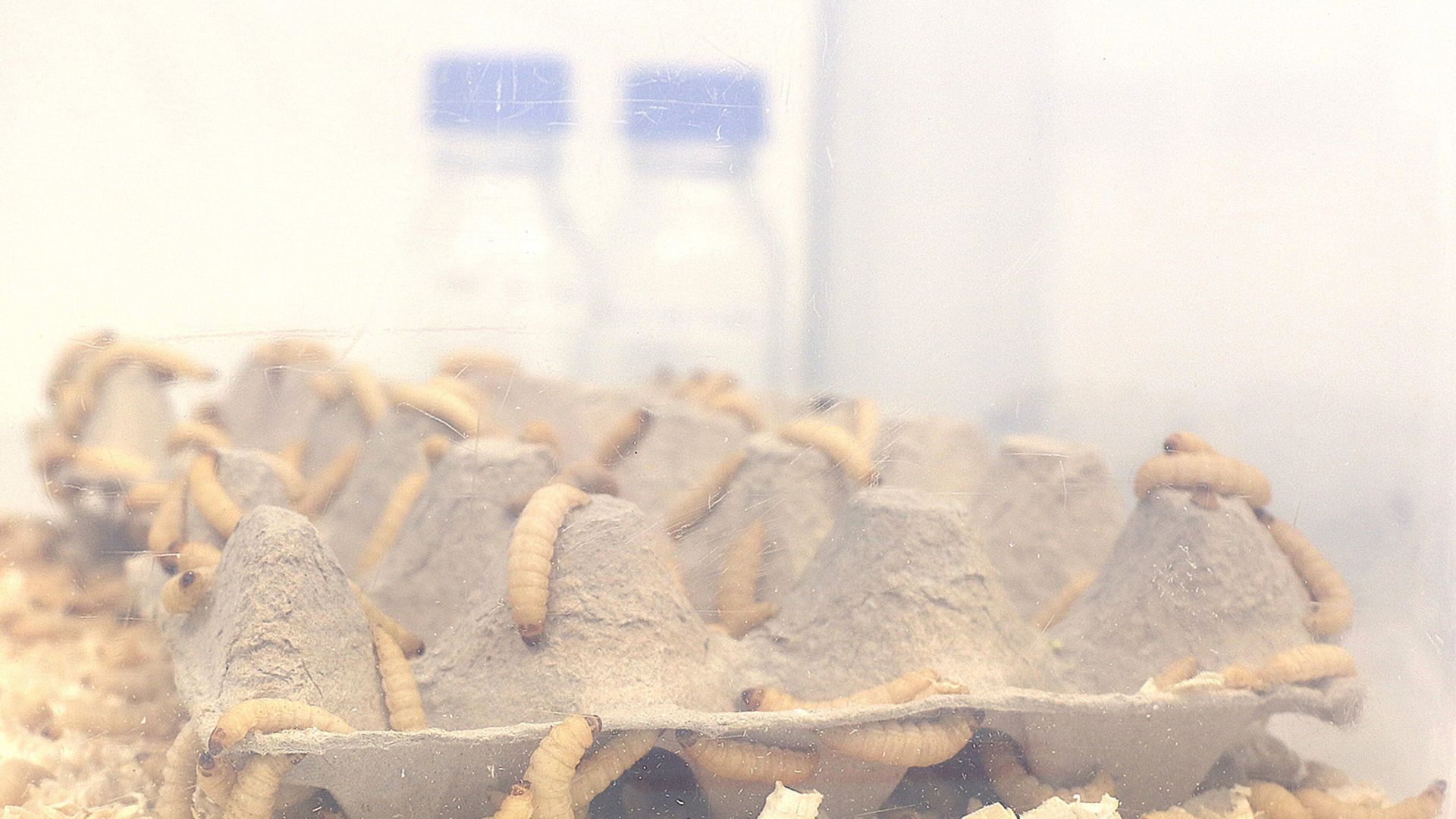 larvae of the greater wax moth