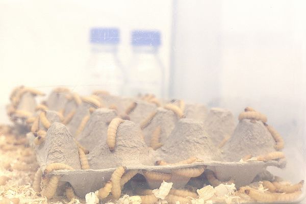 larvae of the greater wax moth
