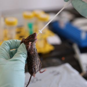 In a laboratory, a mouse is held by a hand wearing a blue glove, and a sample is taken from its mouth using a swab