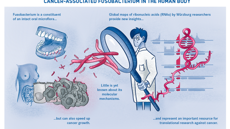 Diagram of the Fusobacterium in the human body