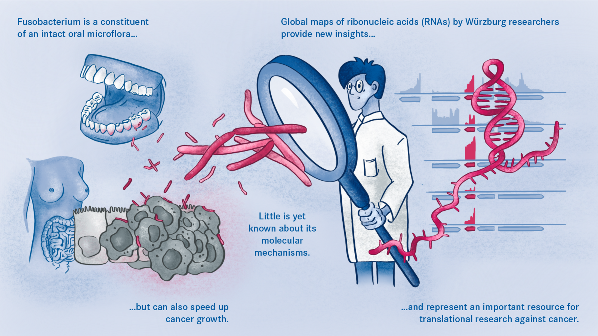 Diagram of the Fusobacterium in the human body