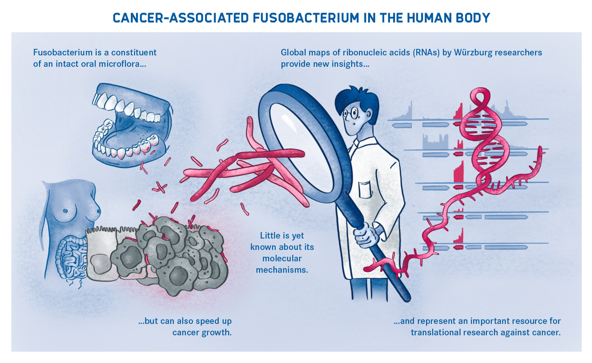 Diagram of the Fusobacterium in the human body