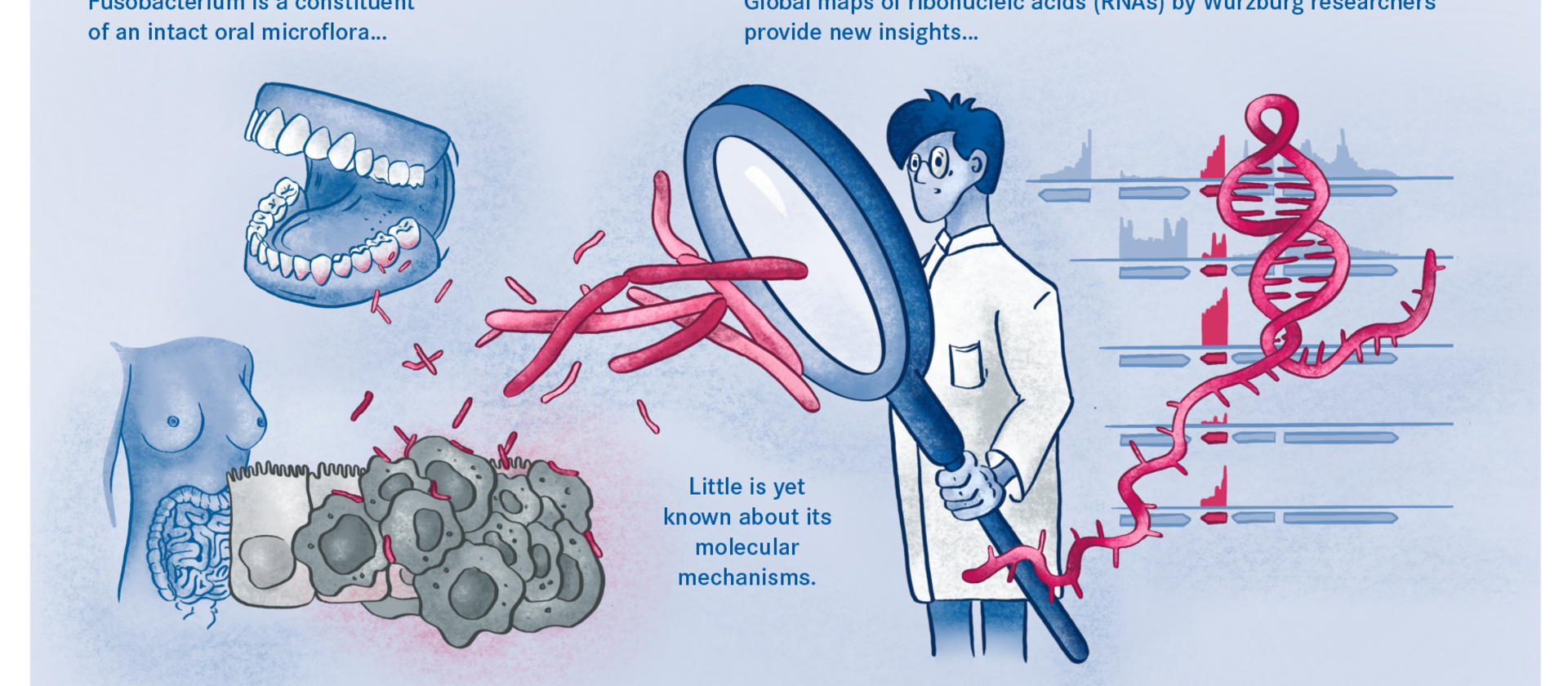 Diagram of the Fusobacterium in the human body