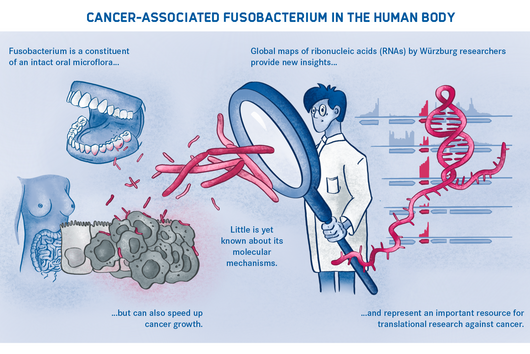 Diagram of the Fusobacterium in the human body