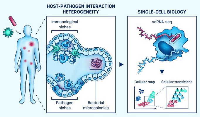 Graphical abstract of the research conducted in the Saliba lab