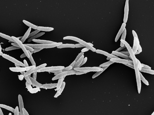 An unexpected bacterial blocker