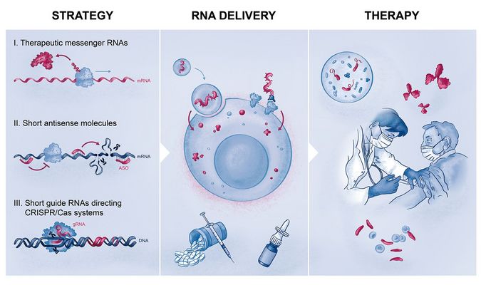 Subject areas of the PhD program RNAmed