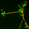 Foto von Immunzellen: HIRI-Forschung auf dem Gebiet der Wirtsabwehr will die komplexen RNA-Netzwerke aufklären, die an der Kontrolle einer Infektion beteiligt sind. 