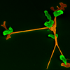 Picture of immune cells: Research in this area aims to dissect the complex intercellular and subcellular RNA networks involved in the control of infection.