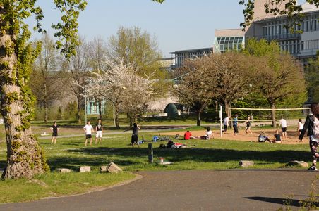 Campus lawn.