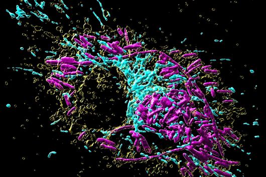 © MPI für Immunbiologie und Epigenetik, A. S. Rambold