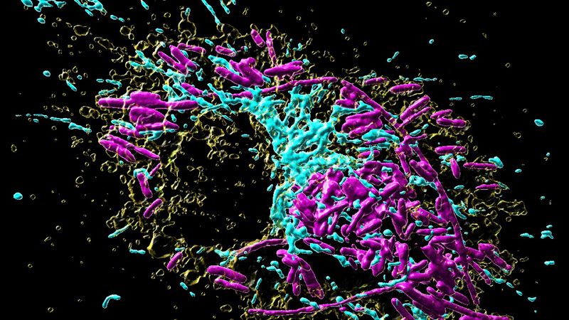 © MPI of Immunobiology and Epigentics, A. S. Rambold