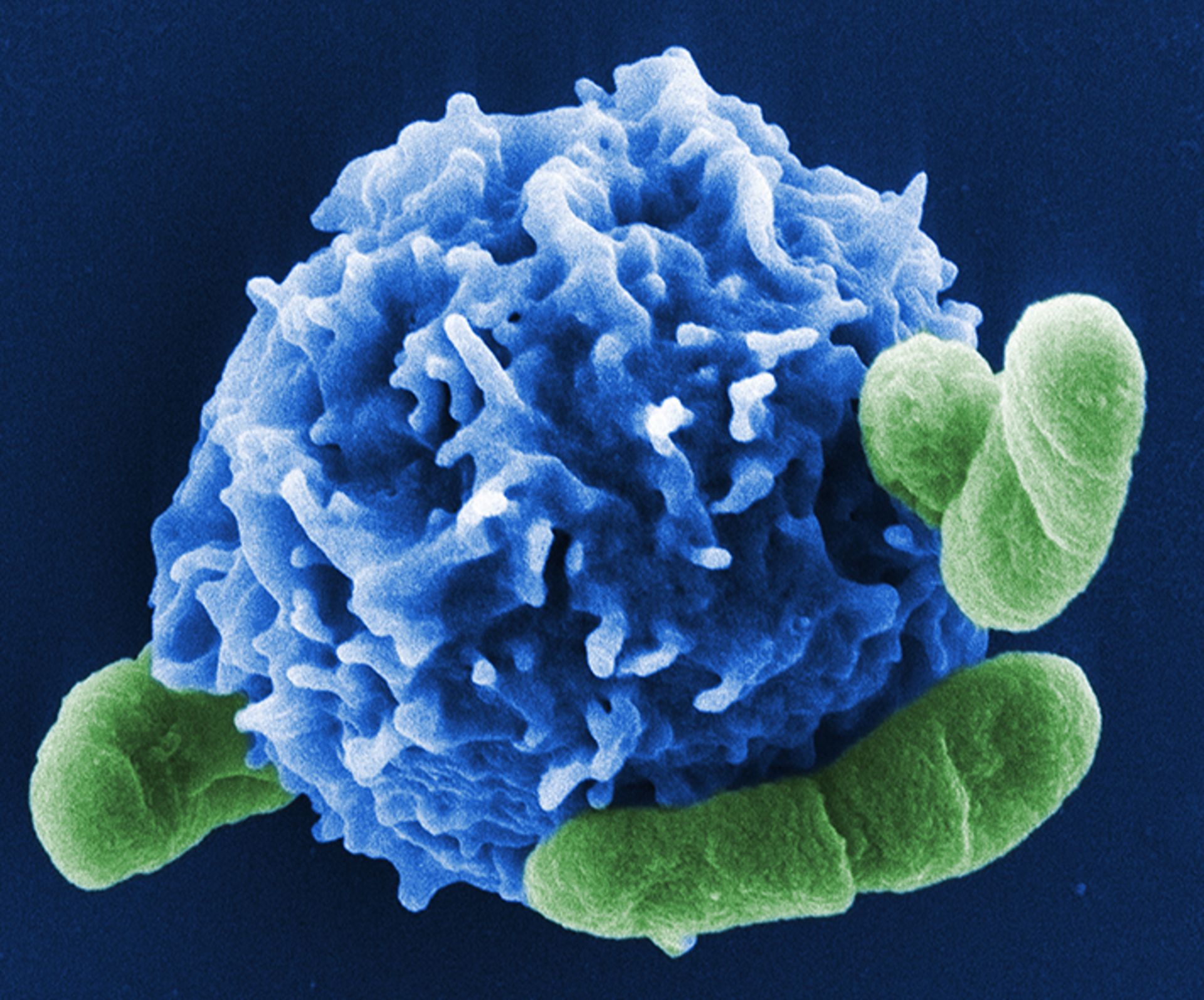 Regulatorische T-Zelle (blau) in Interaktion mit Bakterienzellen. © HZI/Manfred Rohde