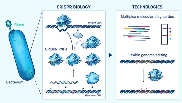 Graphical abstract of the research conducted in the Beisel lab