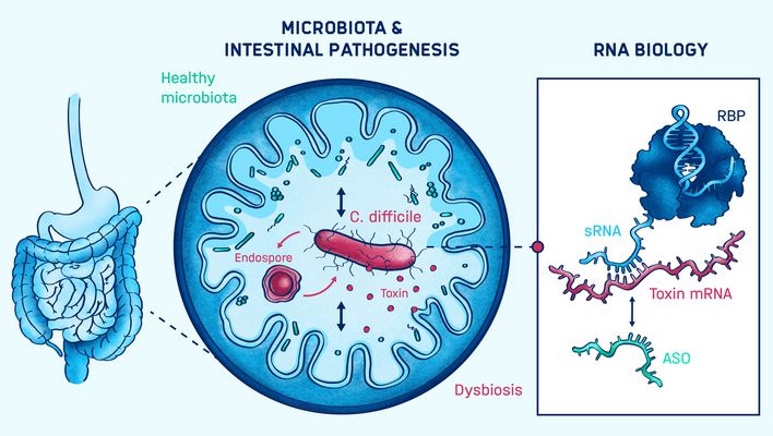 Graphical abstract of the research conducted in the Faber lab