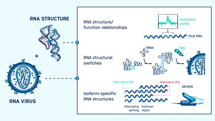 Graphical abstract of the research conducted in the Smyth lab