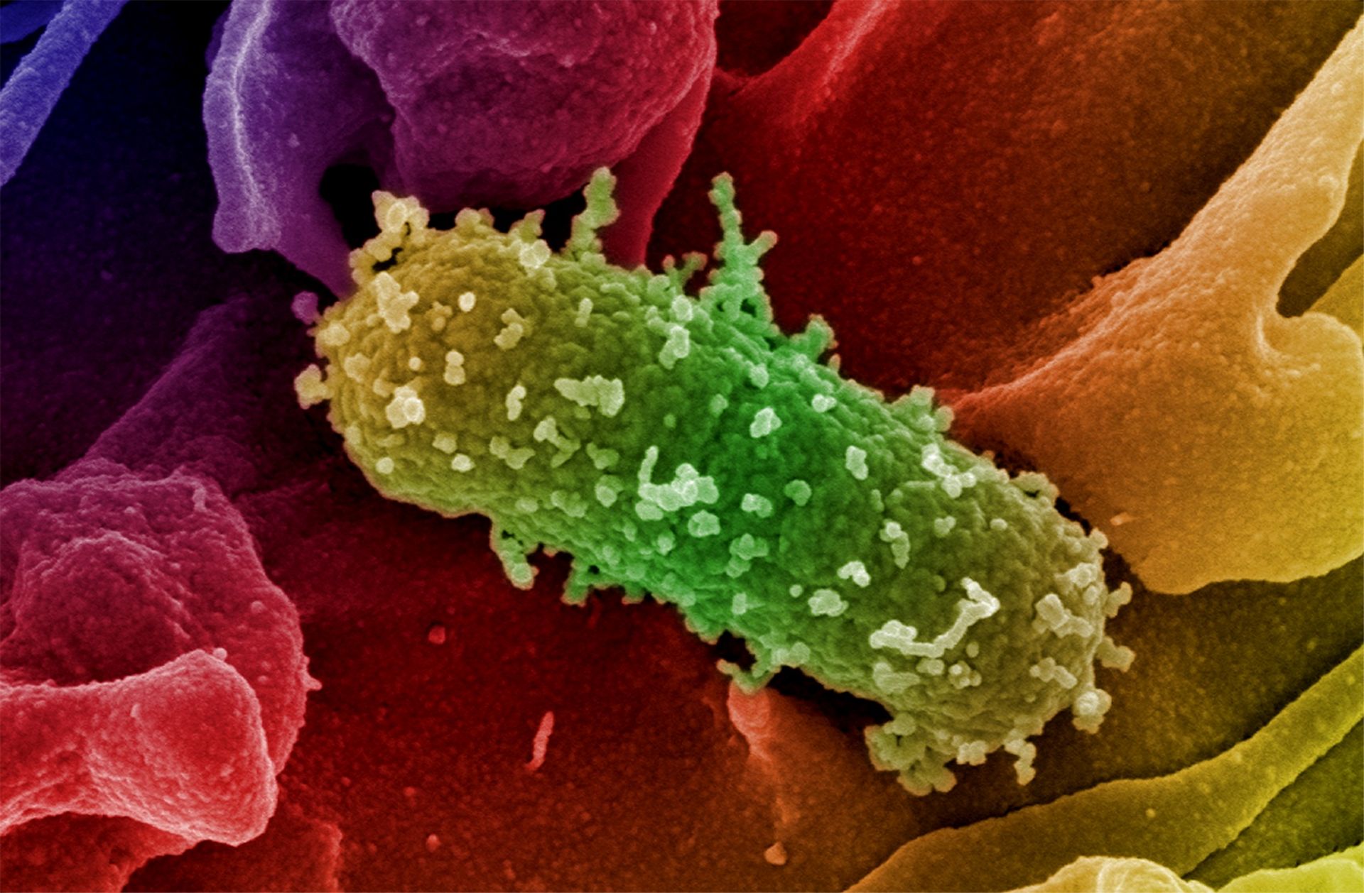 llustration eines Escherichia-coli-Bakteriums. © HZI, Manfred Rohde