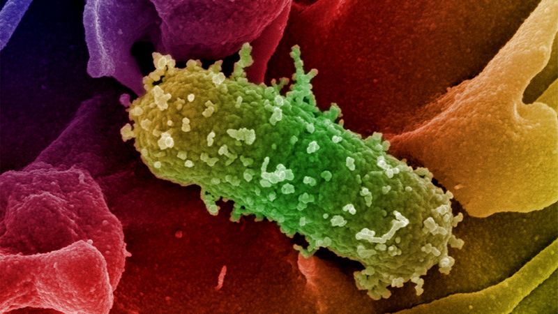 Illustration of an Escherichia coli bacterium. © HZI, Manfred Rohde