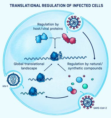 Graphical abstract of the research conducted in the Caliskan lab