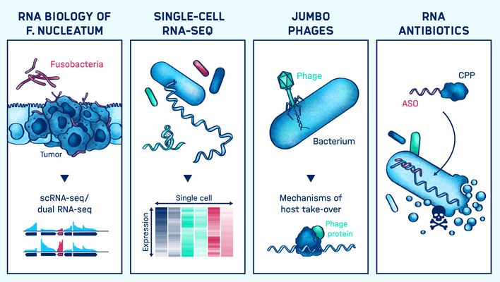 Graphical abstract of the research conducted in the Vogel lab