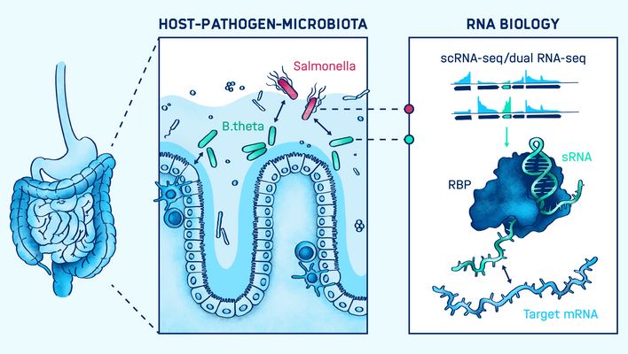 Graphical abstract of the research conducted in the Westermann lab