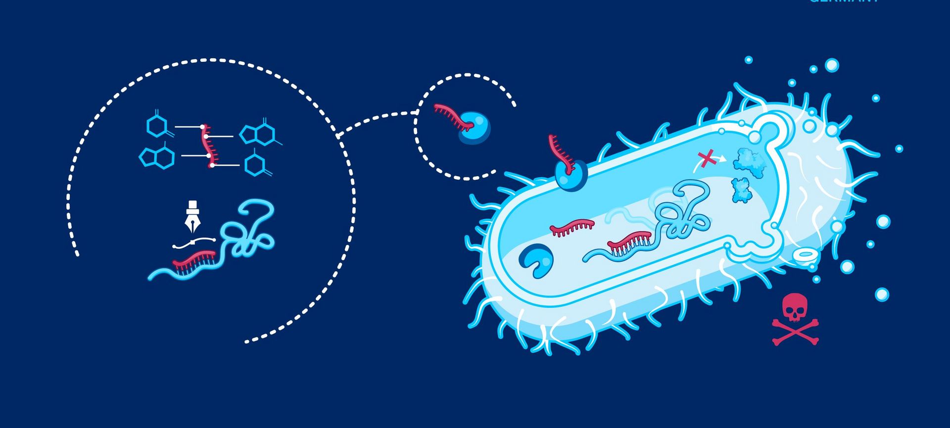 RNA-basierte Infektionsforschung | HIRI - Helmholtz-Institut Würzburg | HELMHOLTZ  HIRI