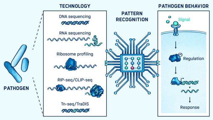 Graphical abstract of the research conducted in the Barquist lab