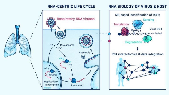 Graphical abstract of the research conducted in the Munschauer lab