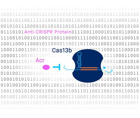 Graphical abstract of Acr discovery